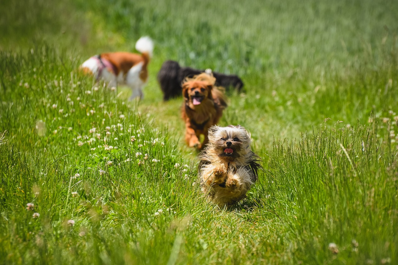 The Playful Personality of the Tibetan Terrier